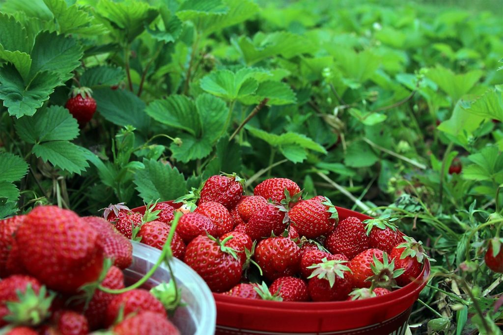 strawberries, ekoodlade, midsummer-1467902.jpg